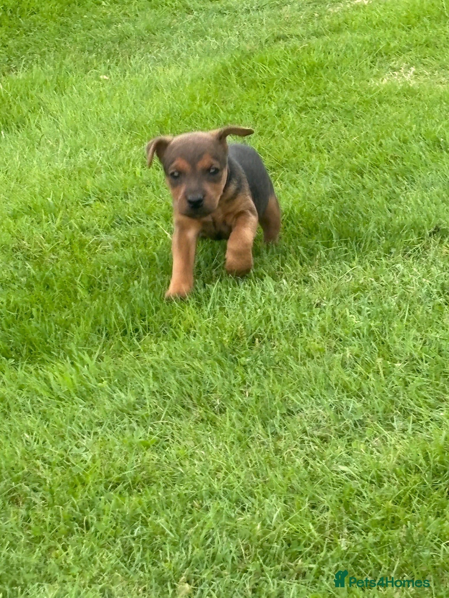 Lakeland Terrier dogs Lakeland pup - Advert 1