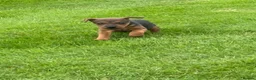 Lakeland Terrier dogs for sale: Lakeland pup - Advert 1