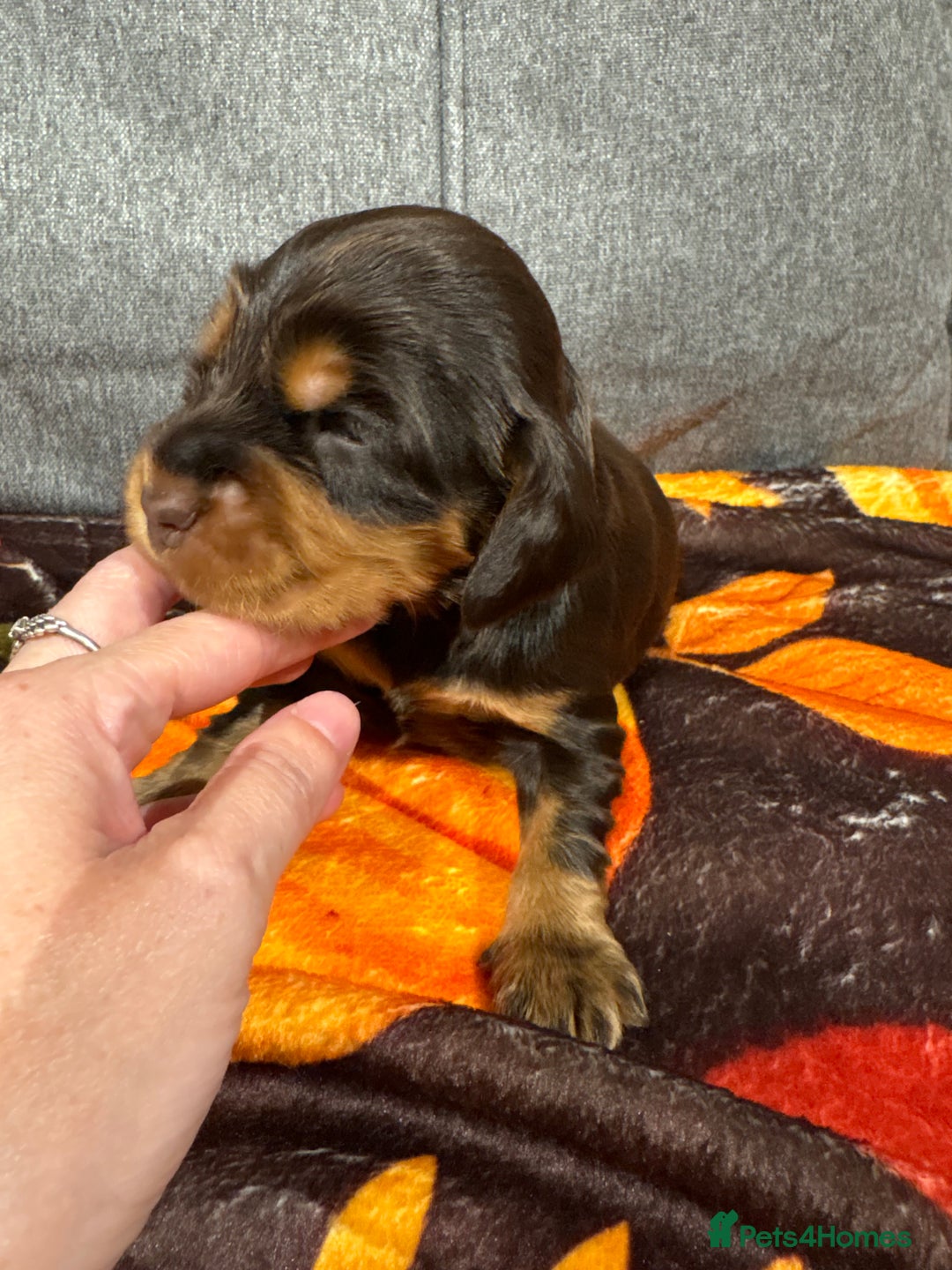 Cocker Spaniel dogs for sale: Beautiful Kc reg show cocker spaniels  - Image 10