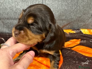 Cocker Spaniel dogs - Advert 29