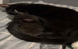 British Shorthair cats for sale: 3 adorable full of fun kittens - Image 5