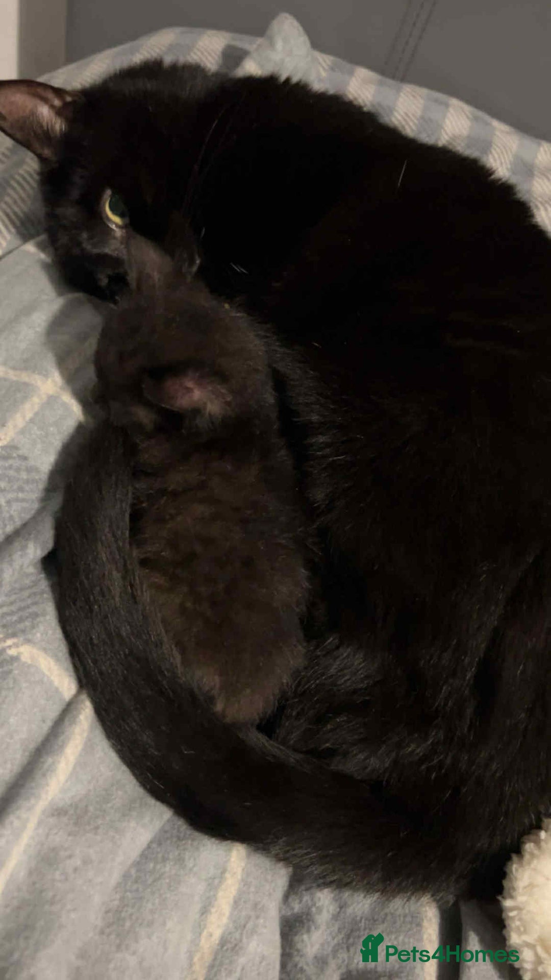 British Shorthair cats for sale: 3 adorable full of fun kittens - Image 5