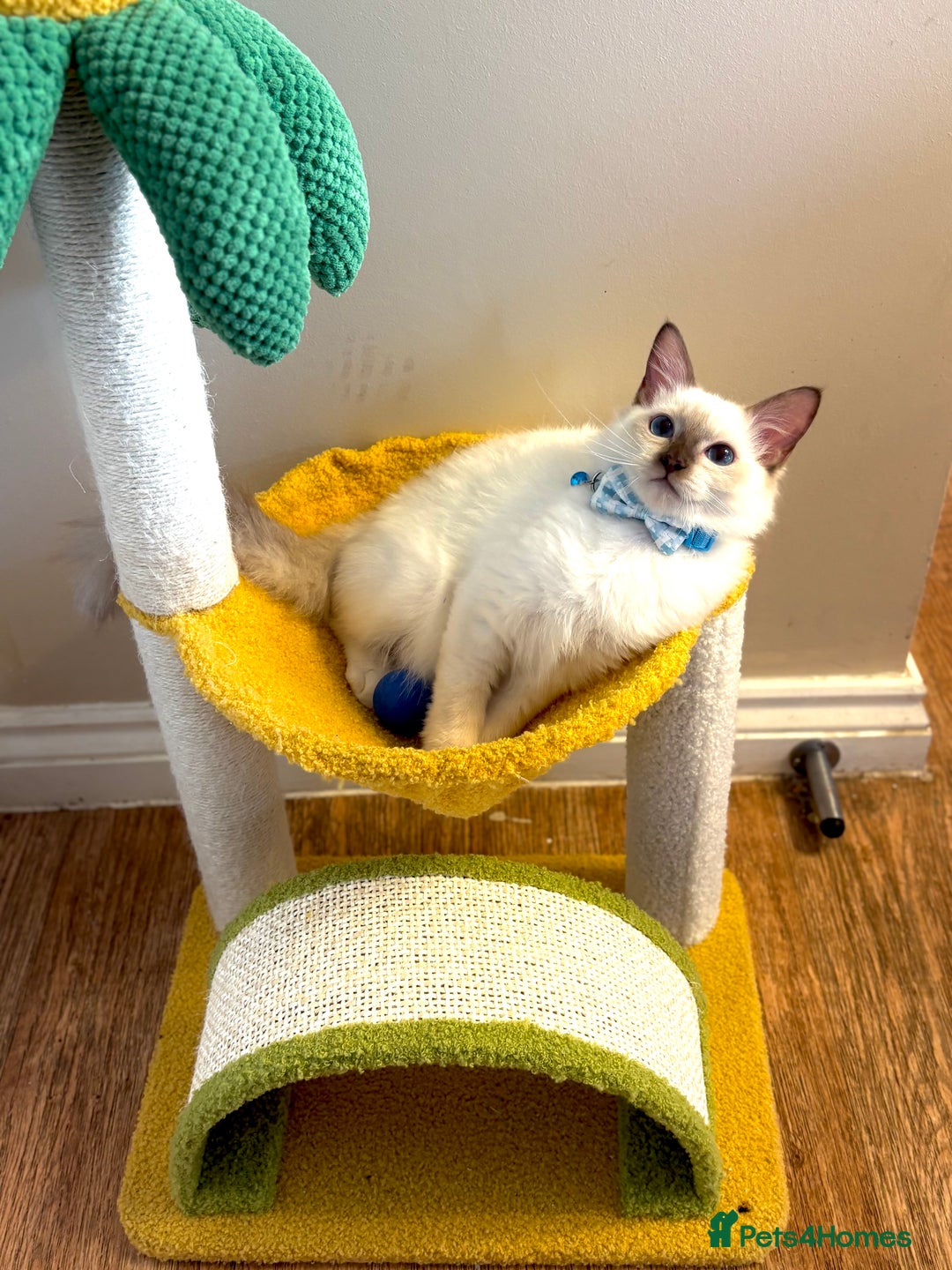 Ragdoll cats for sale: Show Quality TICA Reg Kittens - Champ Bloodline  - Image 10