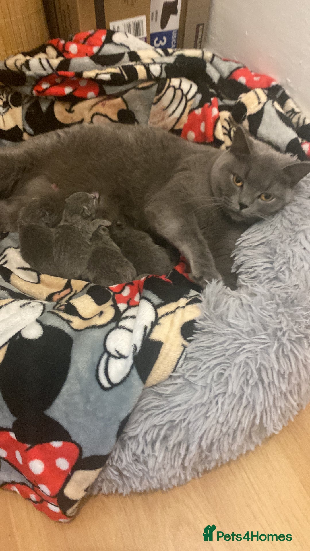 British Shorthair cats for sale: British Shorthair kittens to reserve  - Advert 8