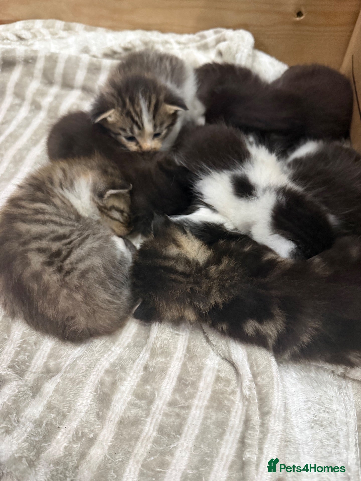 Mixed Breed cats Mainecoon Mix kittens  - Advert 1