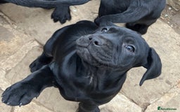 Labrador Retriever dogs for sale: Beautiful Labrador  - Image 6