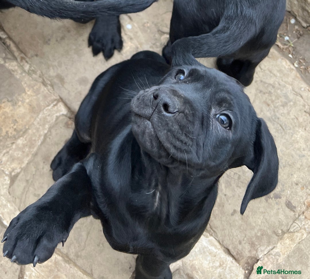 Labrador Retriever dogs for sale: Beautiful Labrador  - Image 6