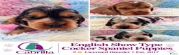 Cocker Spaniel dogs for sale: Champion Bloodlines Show Type Cocker Spaniels - Advert 1