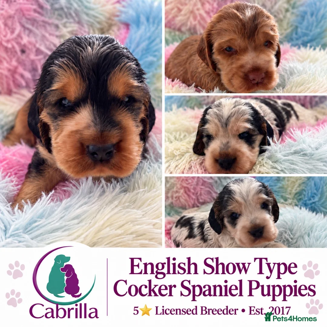 Cocker Spaniel dogs for sale: Champion Bloodlines Show Type Cocker Spaniels - Advert 1