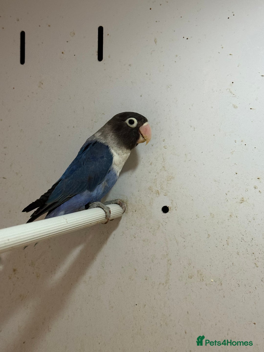 Lovebirds birds for sale: Lovebird females  - Advert 2