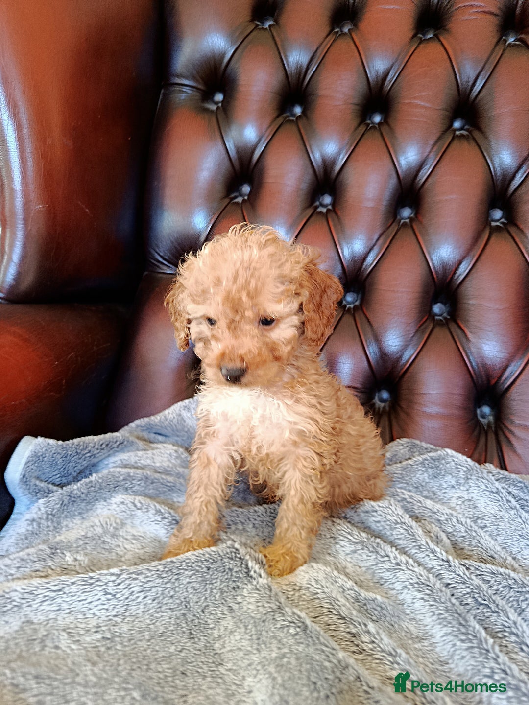 Cockapoo dogs for sale: F1b Cockapoos ** 2 left. - Advert 7