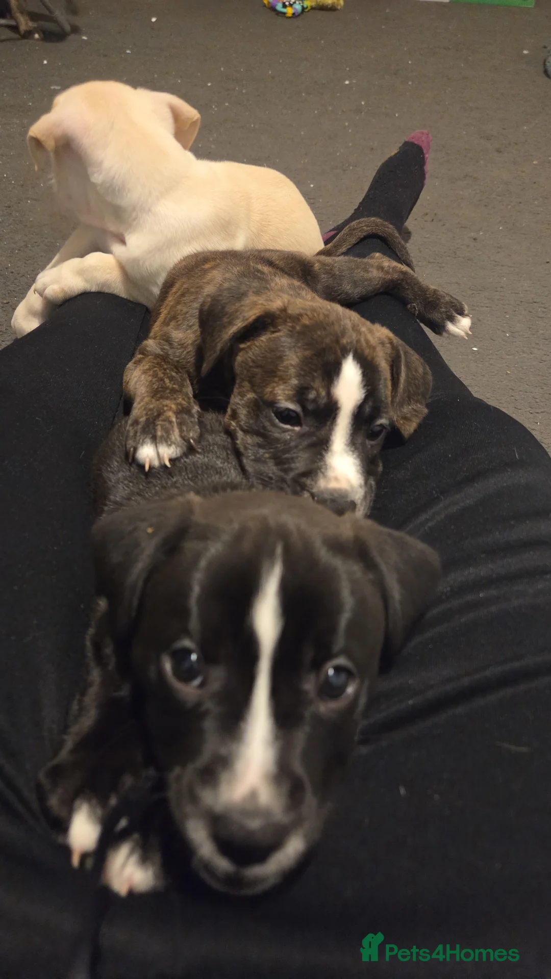 Mixed Breed dogs for sale: cane course + staffy  - Advert 1