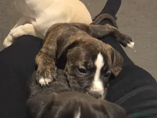 Mixed Breed dogs Staffy + cane course - Advert 11