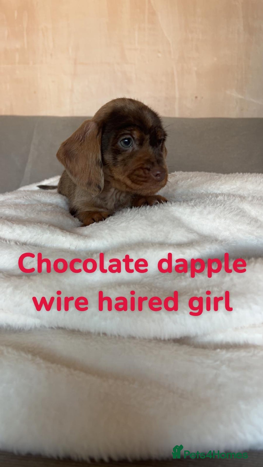 Dachshund dogs for sale: 🌈🌈rainbow litter 🌈🌈 - Image 9