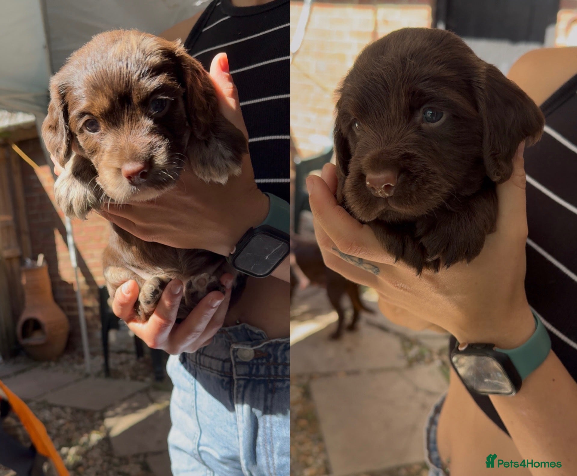 Sprocker dogs chocolate boy and merle girl - sprocker spaniel  - Advert 7