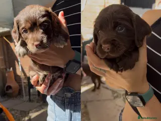 Sprocker dogs chocolate boy and merle girl - sprocker spaniel - Advert 7