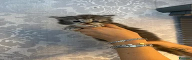 Maine Coon 6