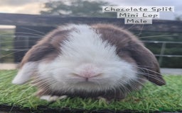 Mini Lop rabbits for sale: Various young mini lop males  - Image 9