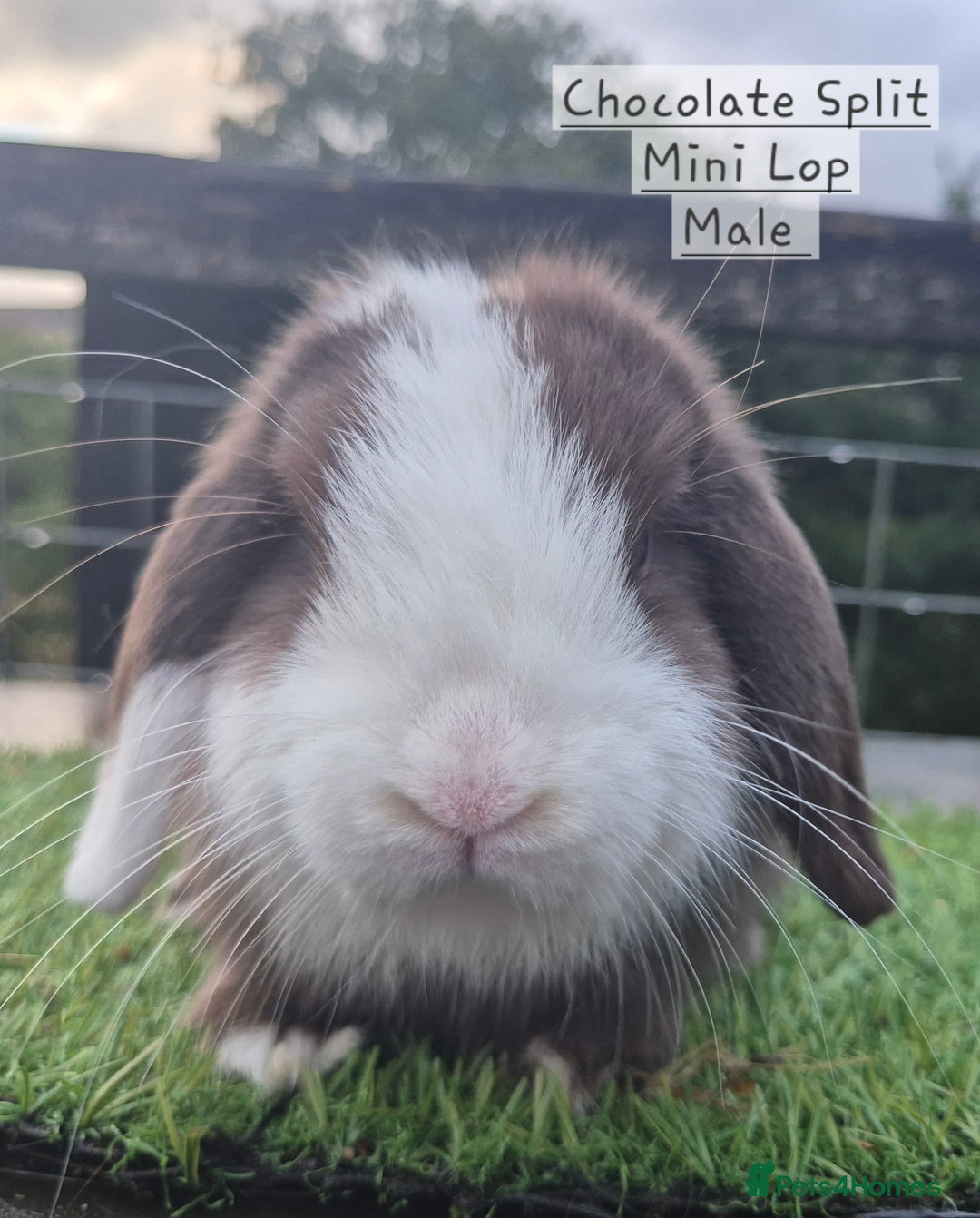 Mini Lop rabbits for sale: Various young mini lop males  - Image 9