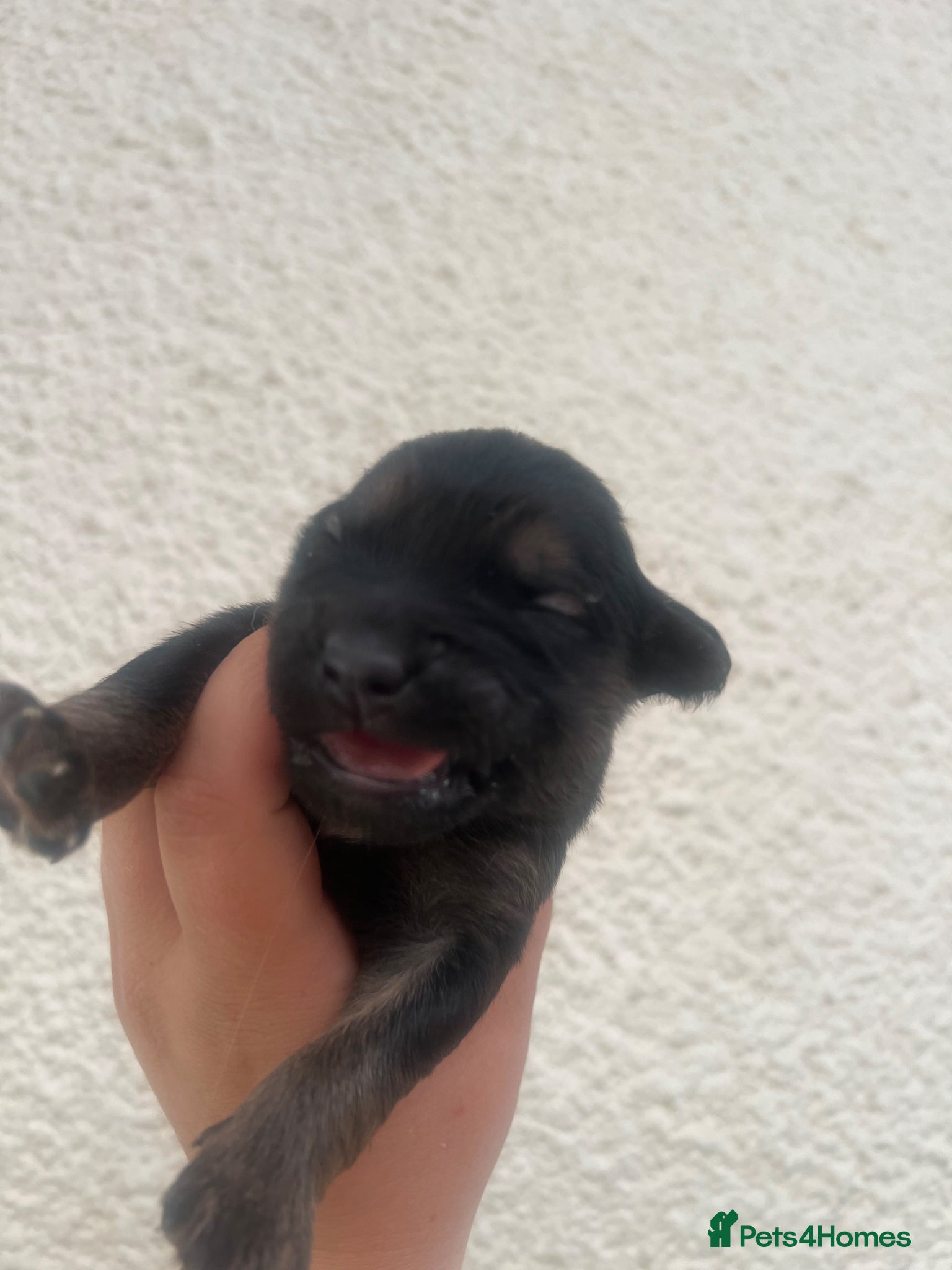 Mixed Breed dogs for sale: 7 beautiful Malkita x puppies with unique colours  - Advert 20