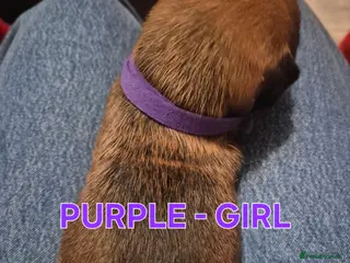 Mixed Breed dogs Kelpie x Collie pups - Advert 6