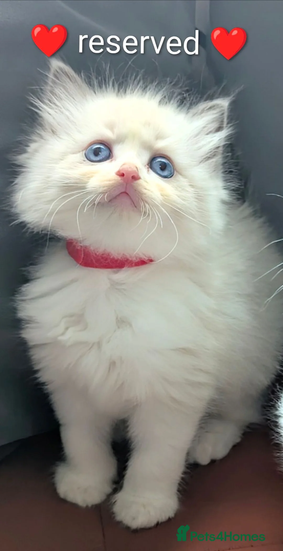 Ragdoll cats for sale: Ragdoll kittens *GCCF registered#  - Advert 2