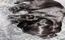 Flat coated Retriever dogs for sale: Flat coated male puppy  - Image 2