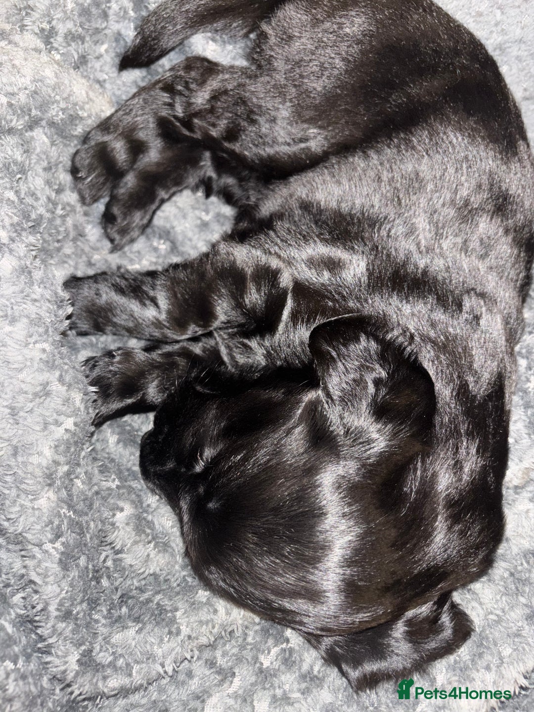 Flat coated Retriever dogs for sale: Flat coated male puppy  - Image 2