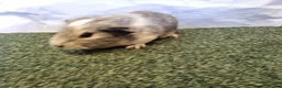 Guinea Pig rodents for sale: Guinea pigs  in Usk - Advert 3