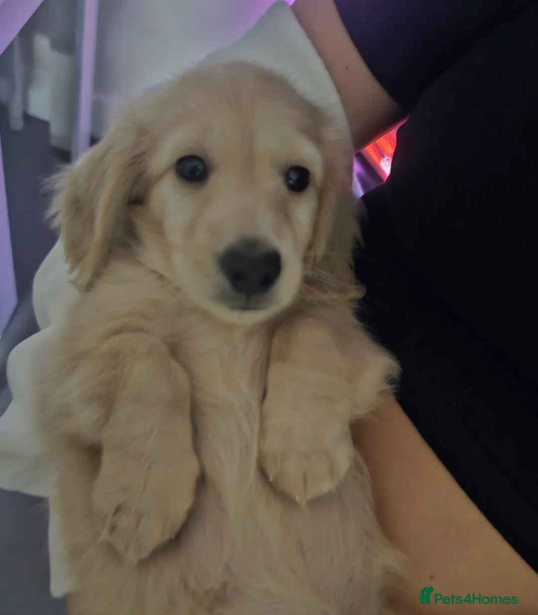 Miniature Dachshund dogs for stud: Dna and ivdd screened Mini Dachshund  in Southampton - Advert 12