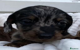 Dachshund dogs for sale: Dachshund puppies - Image 34