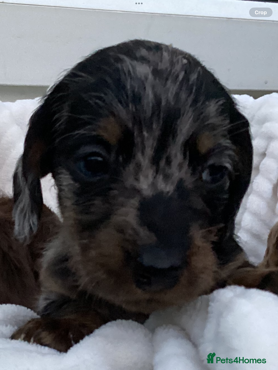 Dachshund dogs for sale: Dachshund puppies - Image 34