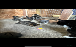 British Shorthair cats for sale: Beautiful kittens for sale - Image 14
