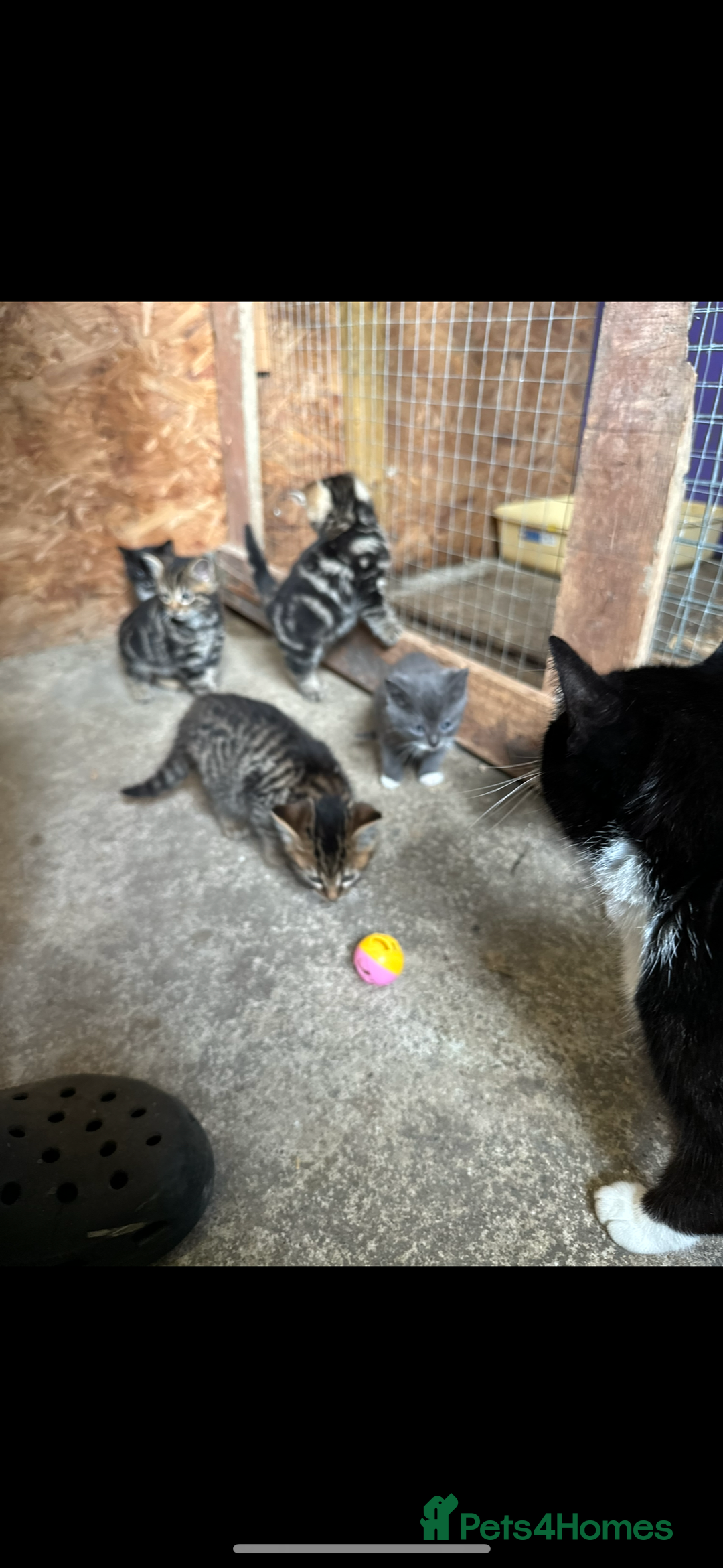 British Shorthair cats for sale: Beautiful kittens for sale - Image 14