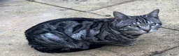 Bengal cats for sale: Soft fluffy bengals - Advert 7