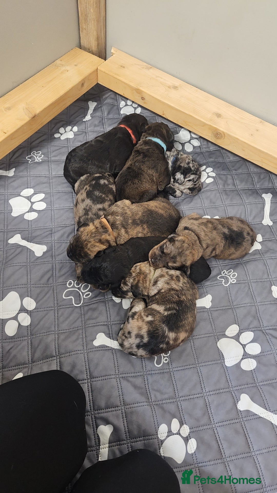 Mixed Breed dogs for sale: Rottweiler x poodle puppies - Image 1