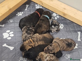 Mixed Breed dogs - Advert 4