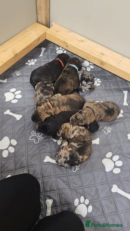 Mixed Breed dogs - Advert 5
