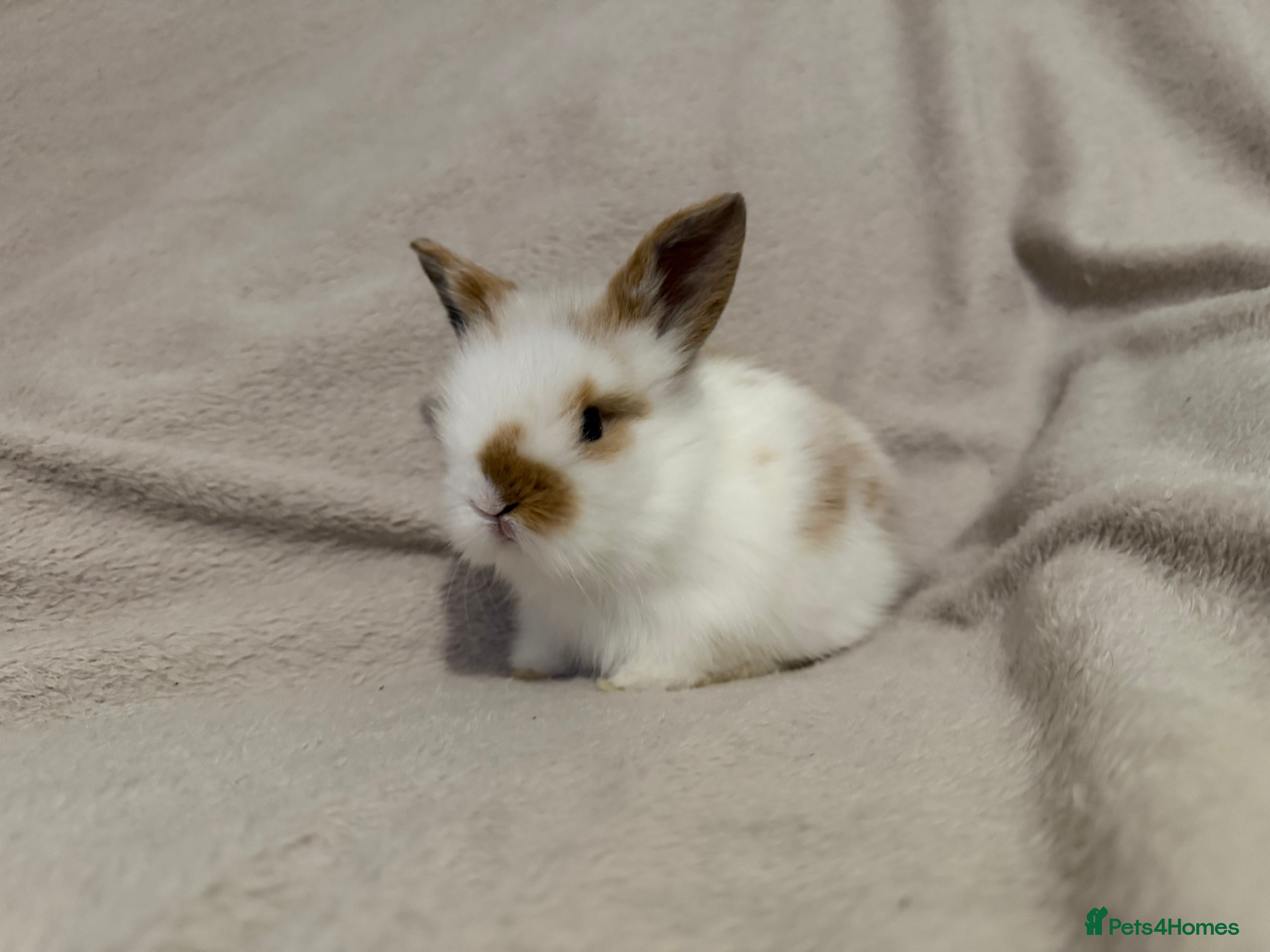 Lionhead rabbits Lionhead babies for sale  - Advert 1