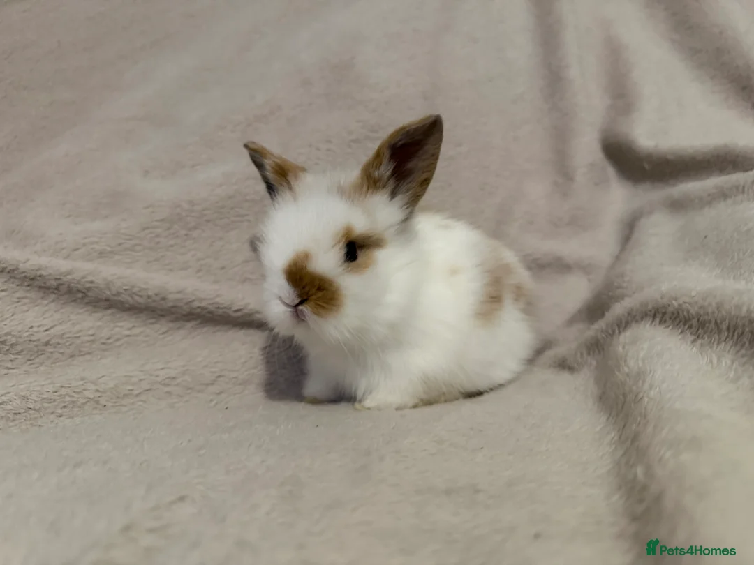 Lionhead rabbits for sale: Lionhead babies for sale  - Advert 1
