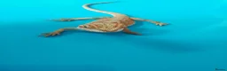 Bearded Dragon reptiles for sale: Bearded dragon  in Ashford - Advert 1
