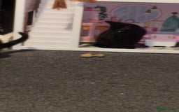 Bombay cats for sale: 2 beautiful baby kittens  - Image 5