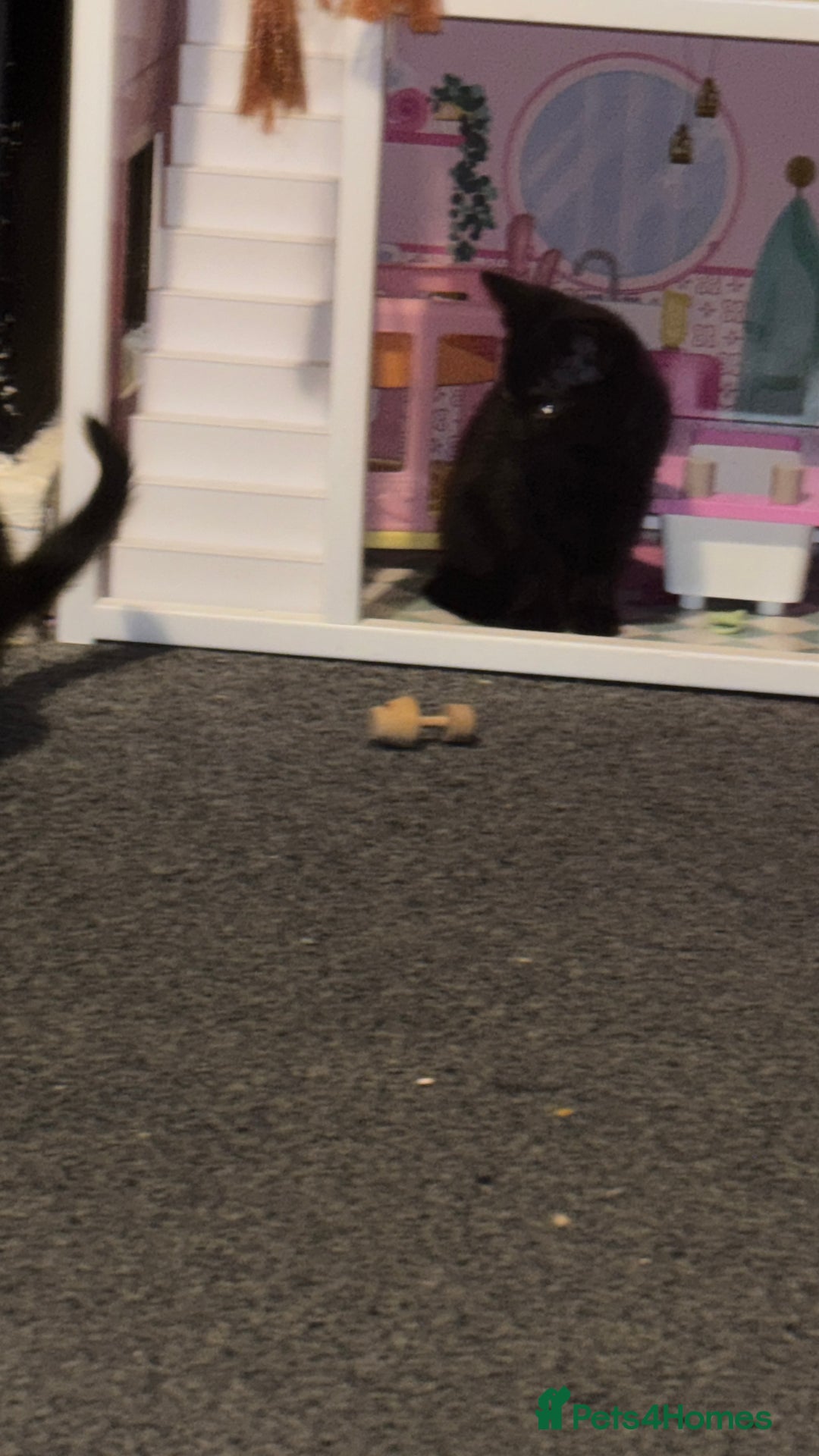 Bombay cats for sale: 2 beautiful baby kittens  - Image 5
