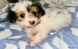 Biewer Terrier dogs for sale: Biewer terrier pups  - Image 2