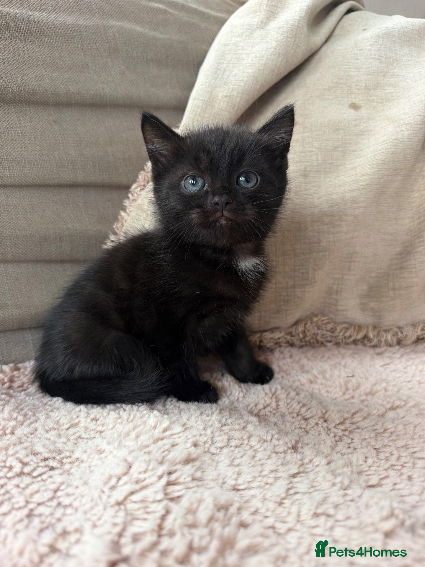 Mixed Breed cats Two beautiful Boy Kittens For Sale  - Advert 12