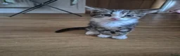 Mixed Breed cats for sale: Kittens for sale - Advert 12