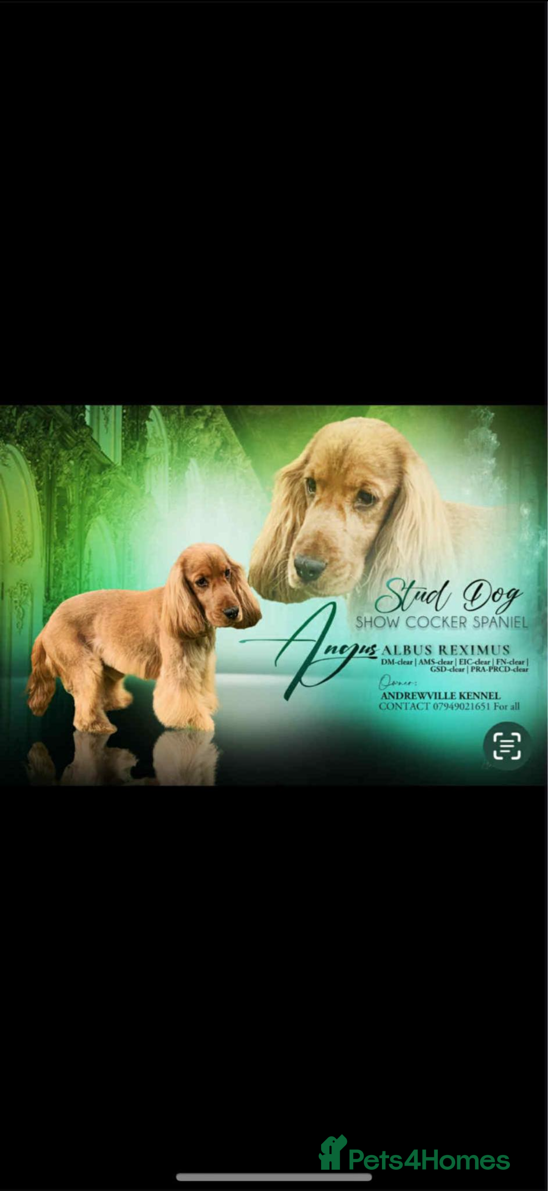 Cocker Spaniel dogs for sale: KC Reg Show Cocker Spaniel Puppies  - Advert 11