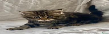 Maine Coon 3