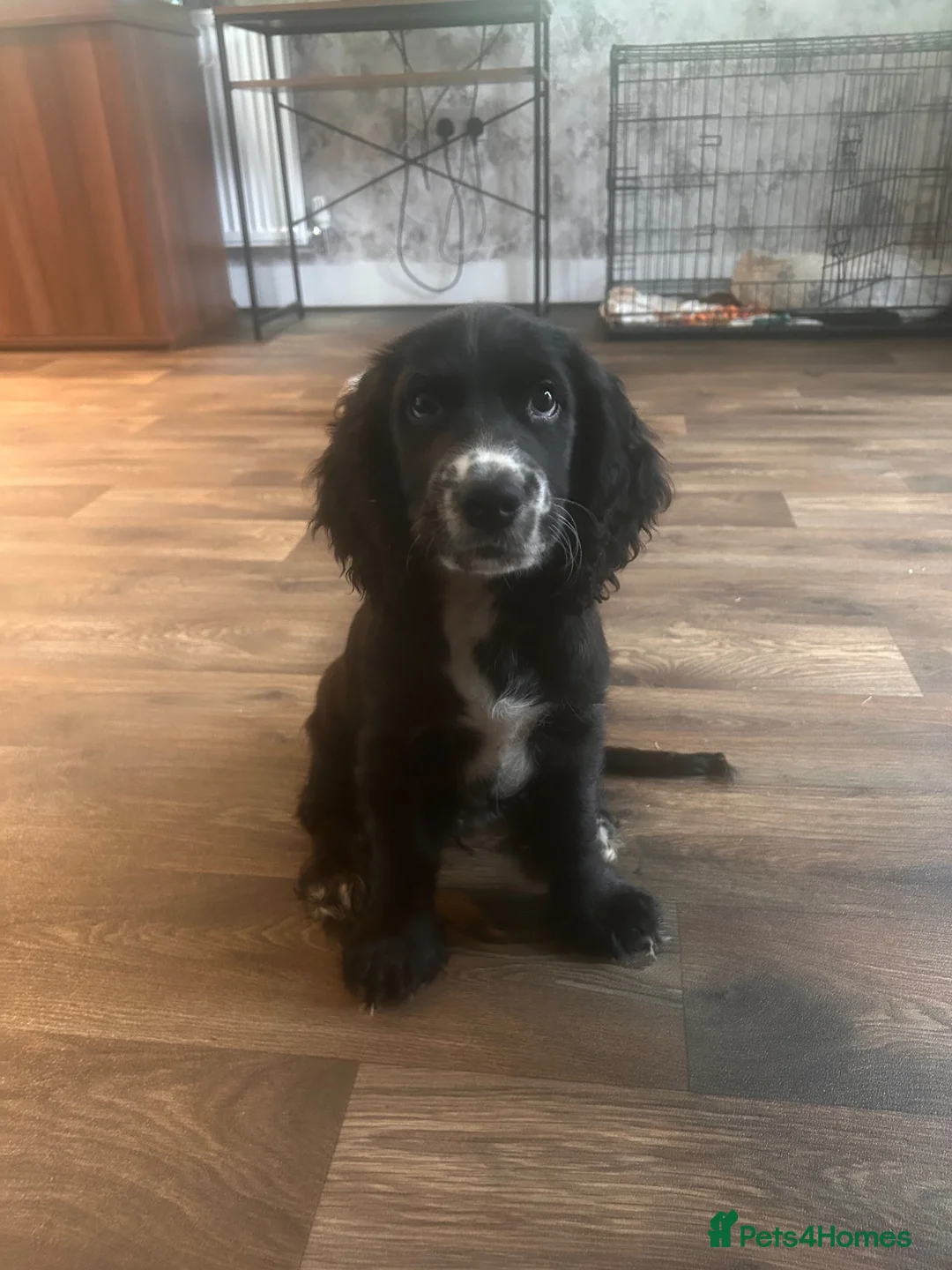 Cocker Spaniel dogs for sale: Cocker spaniel  - Advert 6
