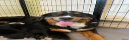 Bernese Mountain Dog dogs for sale: Stunning purebred Bernese Mountain Puppies in Wallington - Advert 10